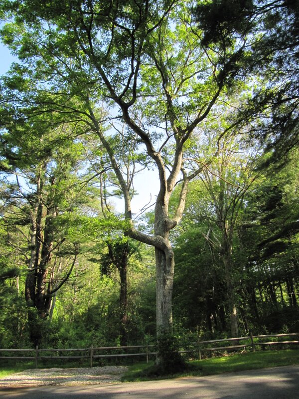 cape_cod_camp_resort_12