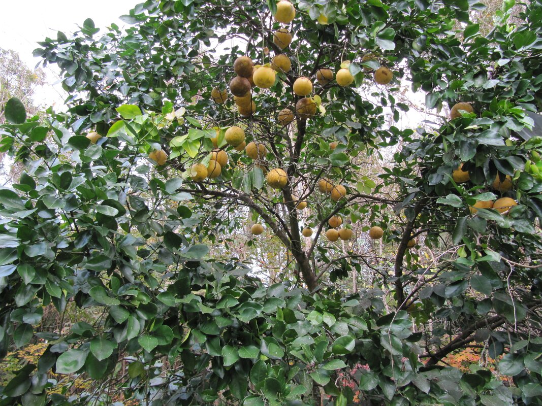 Carole_Claude_Adams_Backyard_1