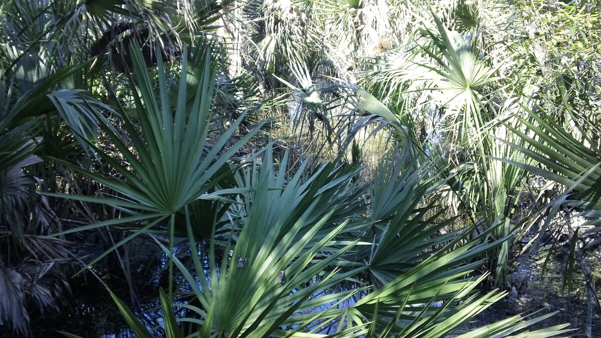 Erma_Nixon_Park_Brevard_Co_FL_05