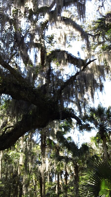 Erma_Nixon_Park_Brevard_Co_FL_10