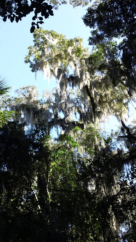 Erma_Nixon_Park_Brevard_Co_FL_12