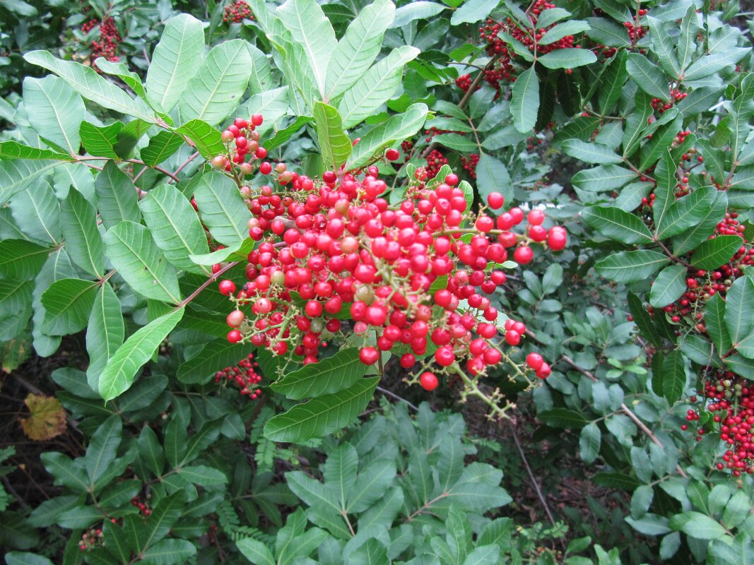 Gleason_Park_Indian_Harbor_09