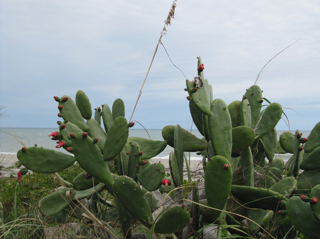 Indialantic_Beach_Christmas_3